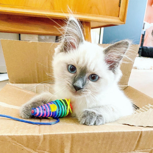 Beste speelgoed voor binnenkatten (Ragdoll en andere rustige katten)