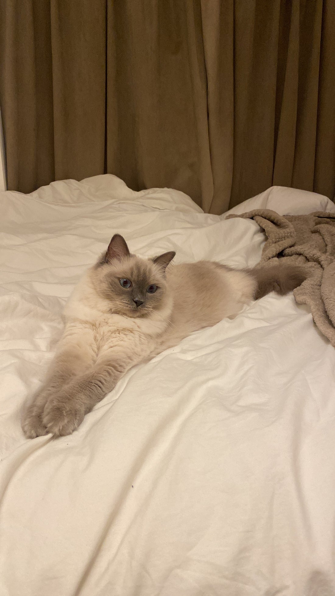 Beste kattenmand voor grote katten en Ragdolls