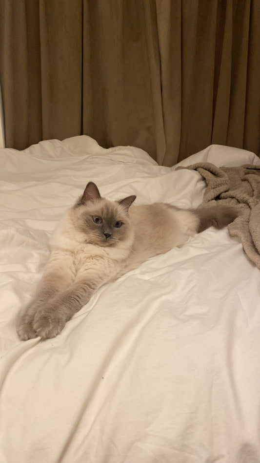 Beste kattenmand voor grote katten en Ragdolls