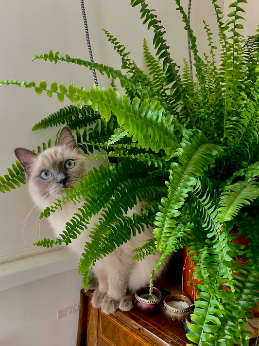 Kattenvriendelijke planten: welke planten zijn veilig voor katten?
